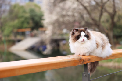 一只趴在栏杆上的布偶猫种猫