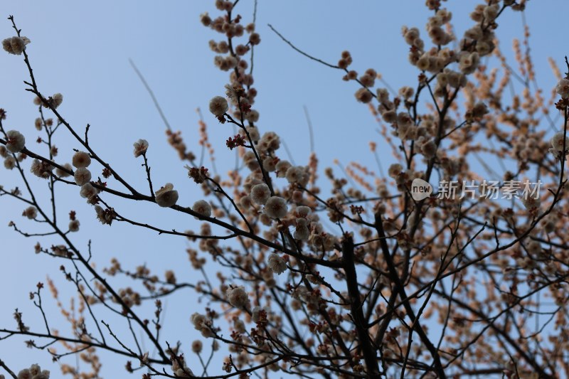 蓝天背景下盛开的花朵