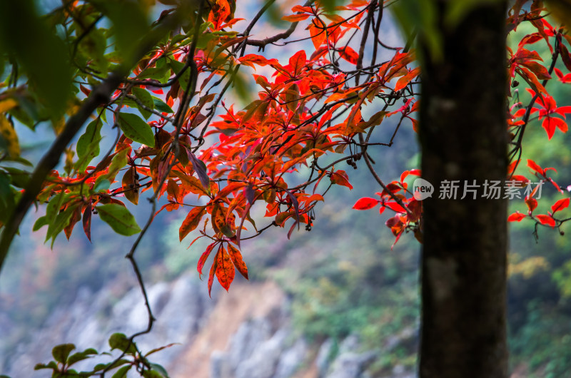 峨眉山秋天红叶宣传