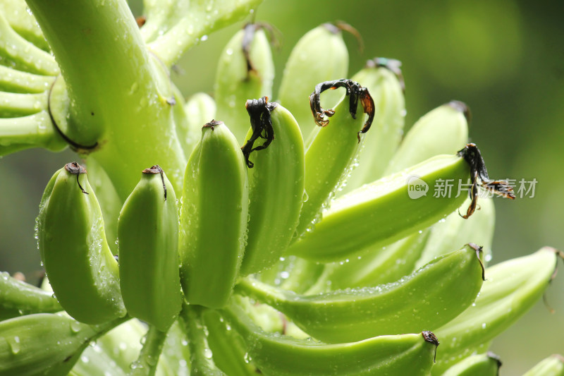 香蕉果实特写