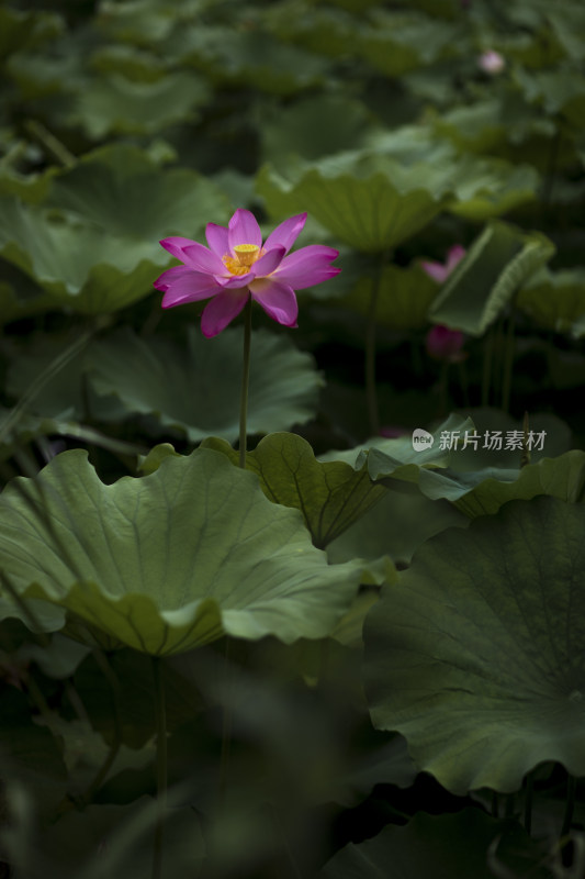 夏季公园荷塘荷叶丛中荷花特写