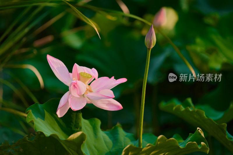 池塘中的荷花