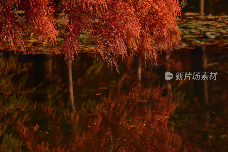 秋季红色水上森林
