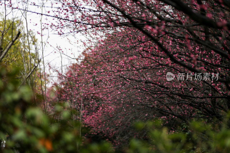 红梅花开