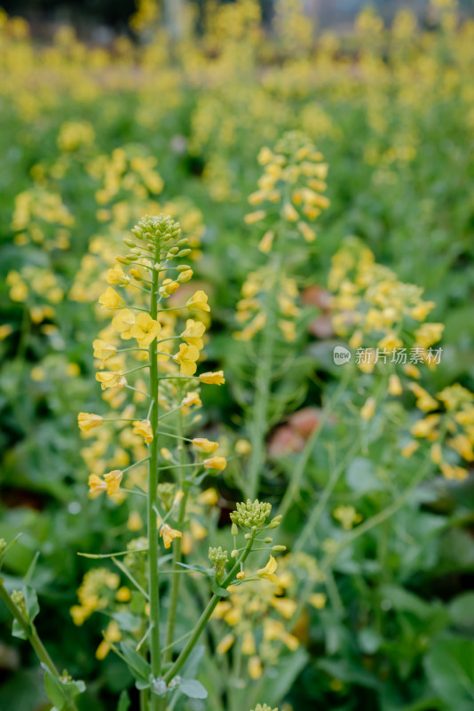 大片油菜花田中的一枝油菜花特写