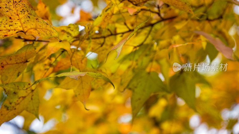 枯黄树枝树叶植物摄影图