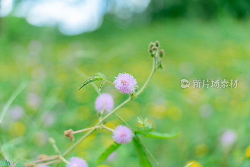 田野上粉红色开花植物含羞草