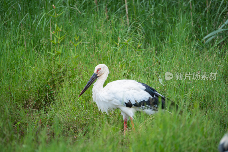东方白鹳在田野上栖息的特写镜头