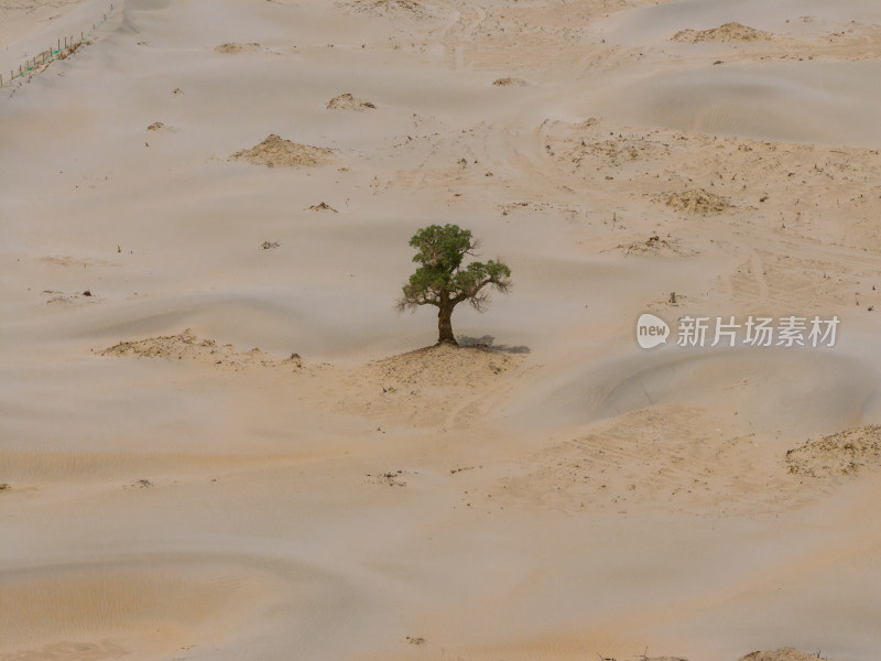 新疆和田塔克拉玛干沙漠里的胡杨树