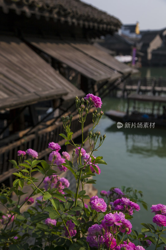 江南水乡春季古镇风光素材