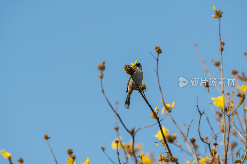 蓝天背景下枝头小鸟与黄色花朵