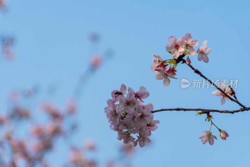 蓝天映衬下的粉樱花枝特写