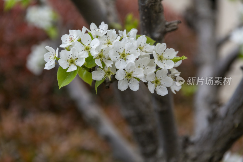 花卉植物梨花春季