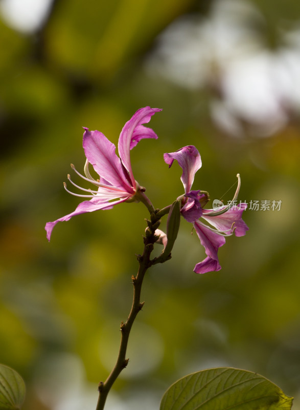 春天百花盛开