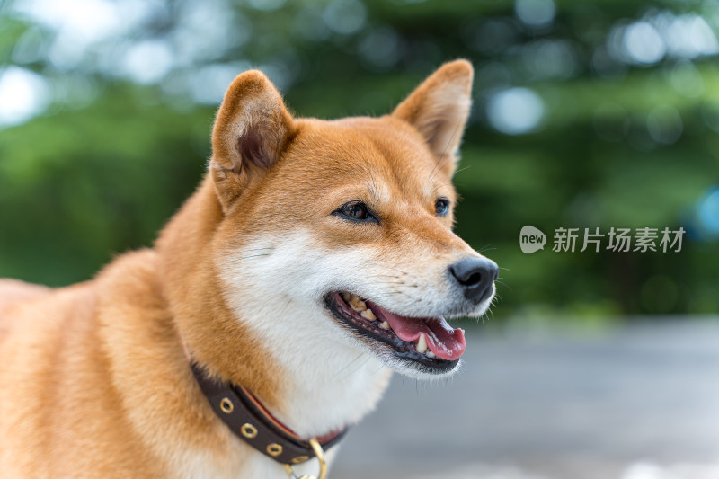 戴着项圈的柴犬特写