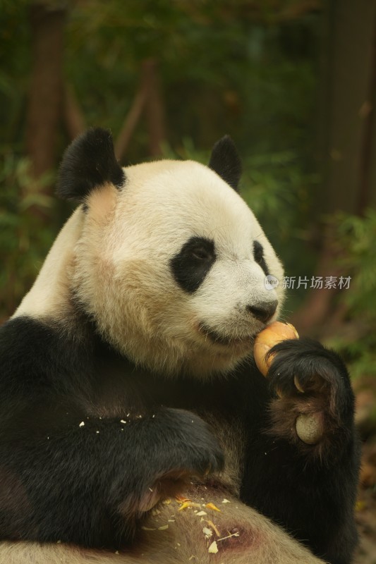 大熊猫萌萌吃竹笋的可爱模样