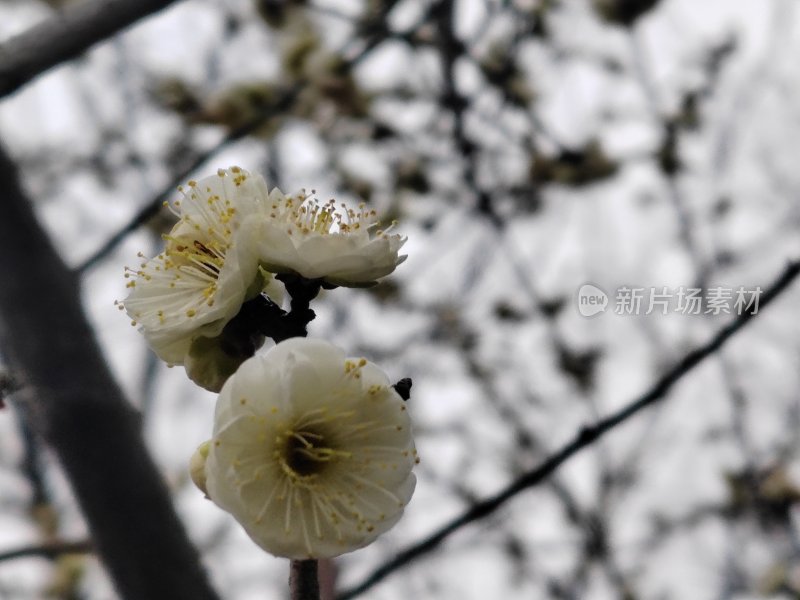 枝头绽放的白色梅花特写