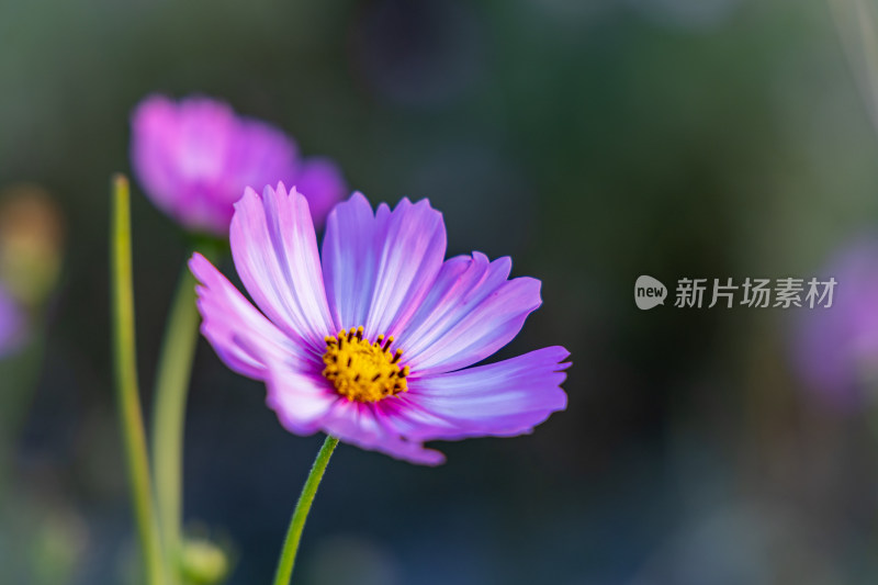 菊花、格桑花