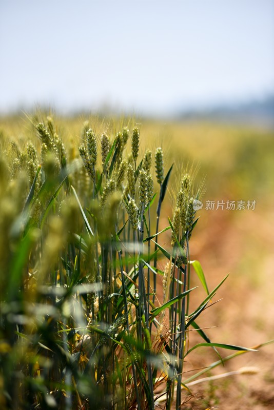 麦田麦穗麦子地