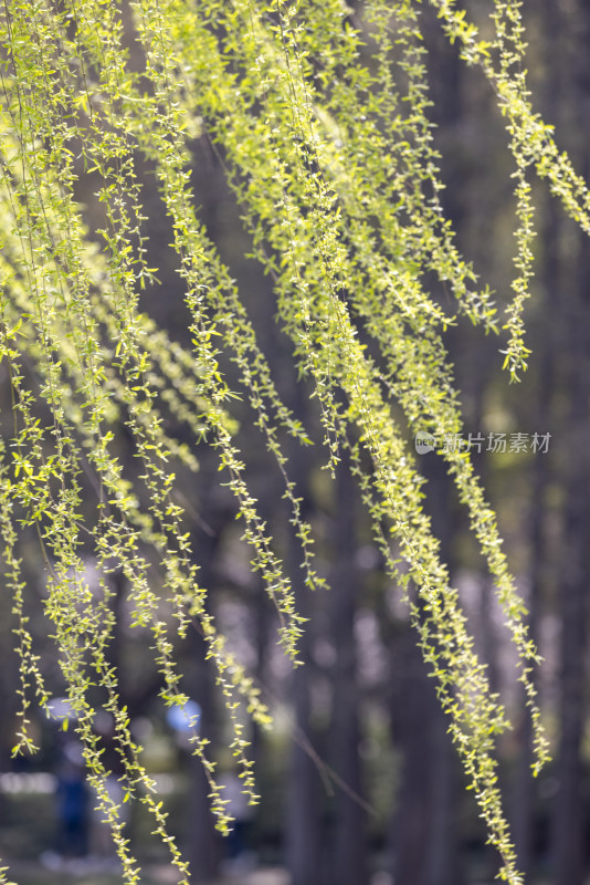 无锡鼋头渚湖边刚发芽的柳条