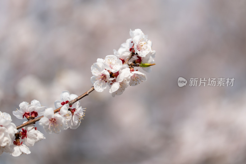 盛开的杏花特写