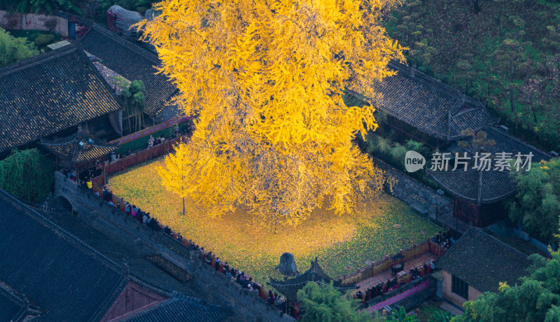 航拍古寺庙千年银杏秋景西安古观音禅寺