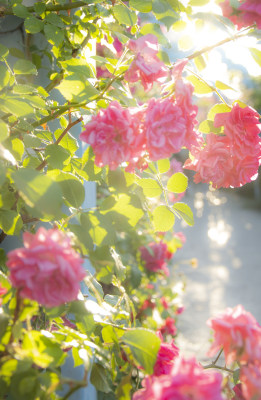 伊犁街道上的蔷薇月季