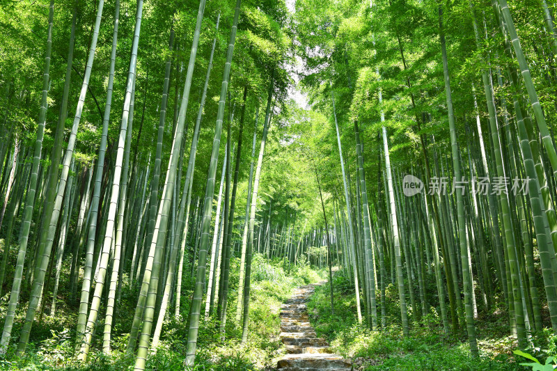 绿色竹林竹海小路