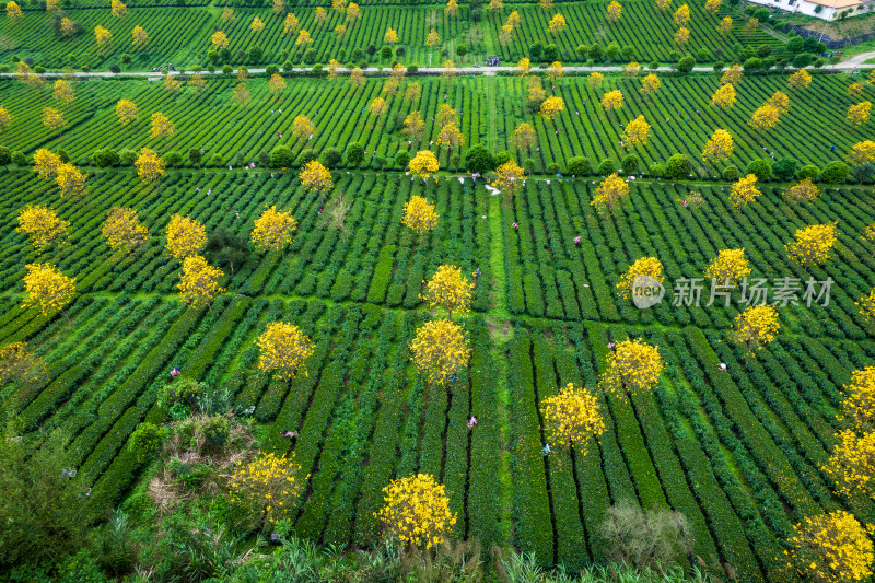 广东清远英德茶园茶场春天采茶风光航拍