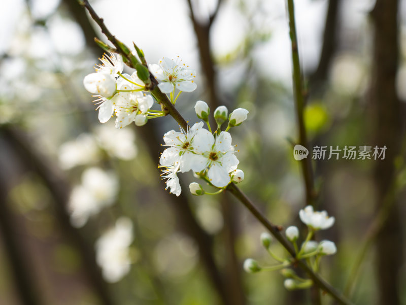 白色的李子花