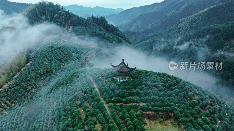 航拍茶园茶山风光