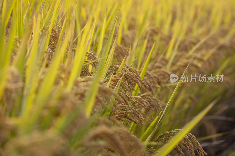 秋天丰收稻田稻子成熟水稻稻穗