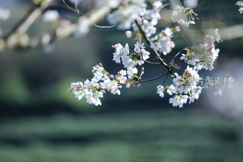 春天盛开的樱花特写