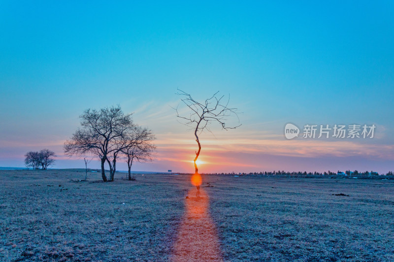 内蒙古呼伦贝尔海拉尔草原日落夕阳与枯树