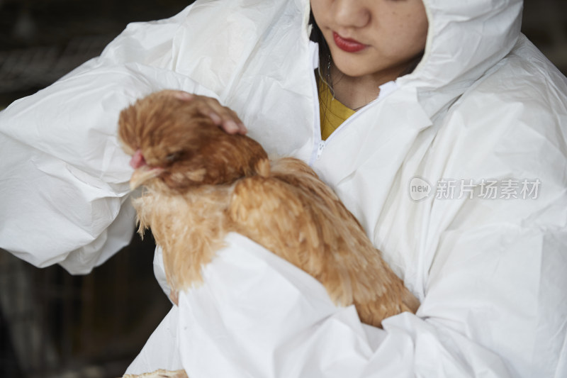 身穿防护服怀抱家禽的年轻女性饲养员