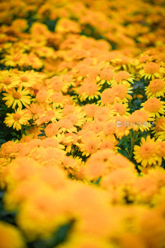 公园里的树木花朵低角度特写