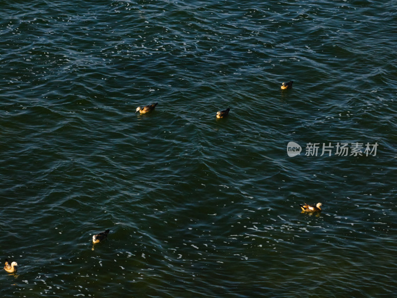 航拍苏干湖候鸟保护区