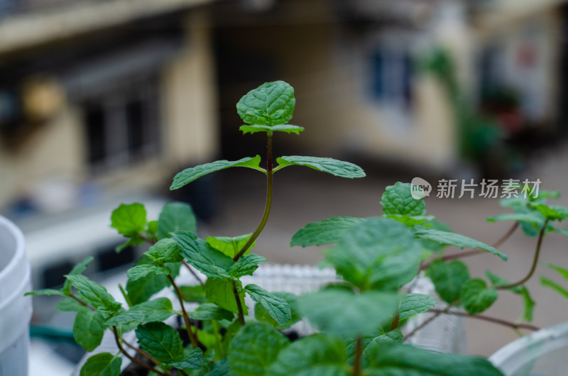 阳台花盆中种植的薄荷