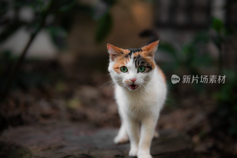 鲁迅公园的猫