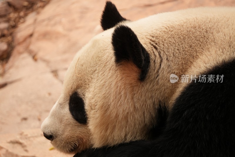 大熊猫户外活动和栖息的可爱模样