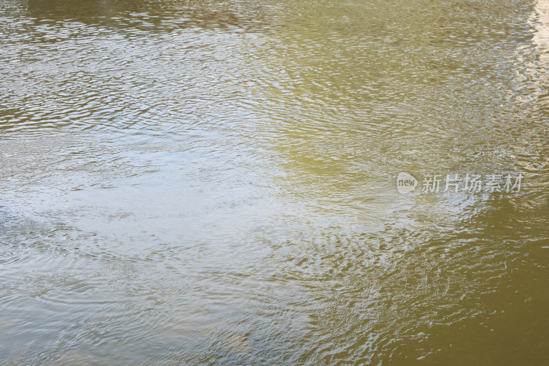 河流浅滩处流动的河水