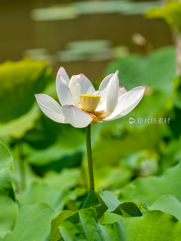 夏天荷花特写