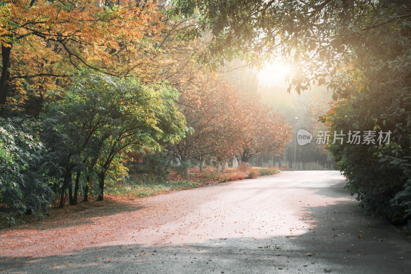 北京秋天清晨公园无人的道路