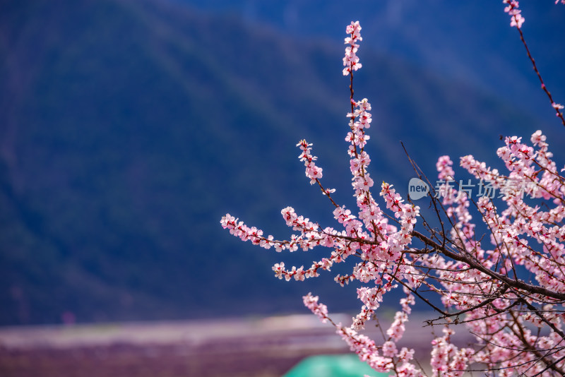 西藏林芝桃花园