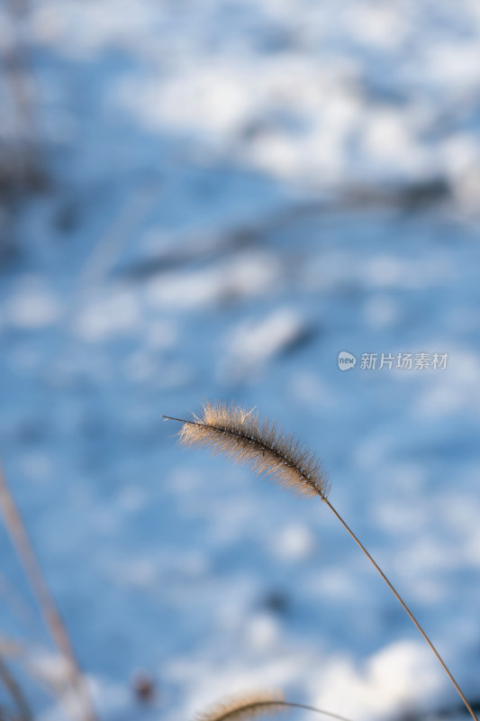 雪中干枯的狗尾巴草