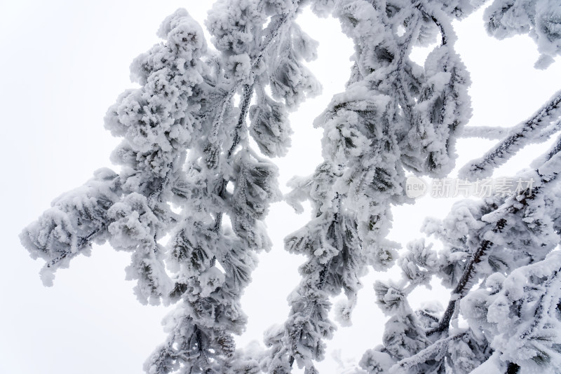 冬季大雪树木雾凇雪挂