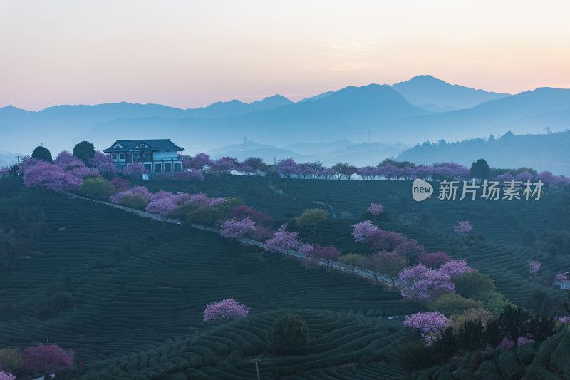 龙岩永福台品樱花茶园