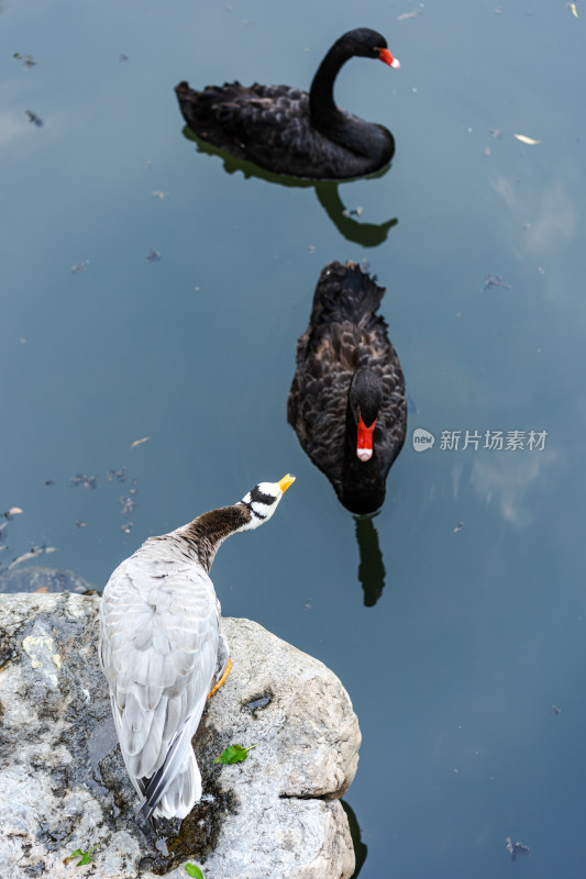 岸上的斑头雁鸭子水中的黑天鹅