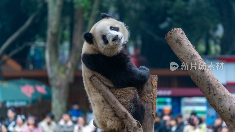 爬树的大熊猫