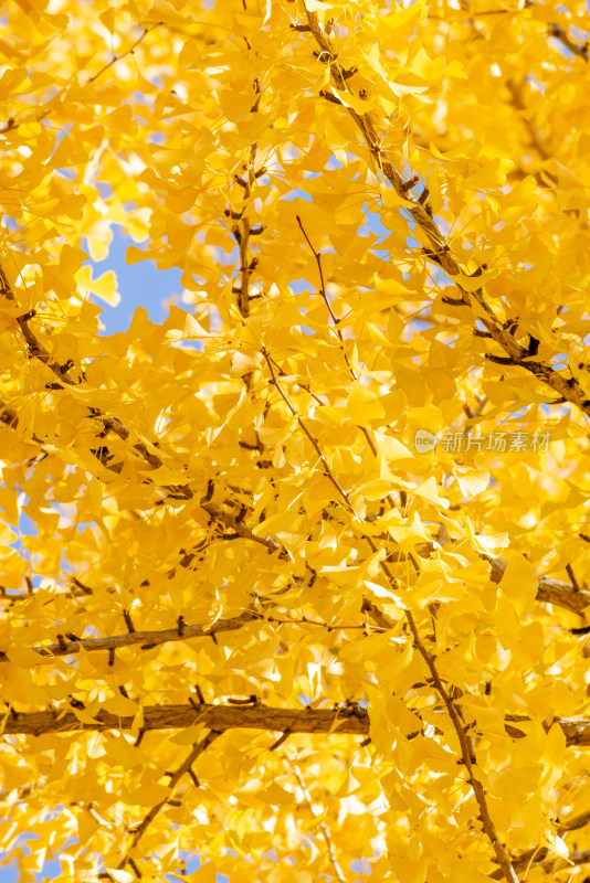 秋季金黄的树叶